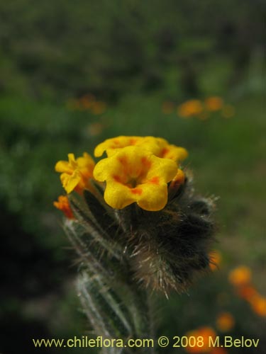 Imágen de Amsinckia tesselata (). Haga un clic para aumentar parte de imágen.