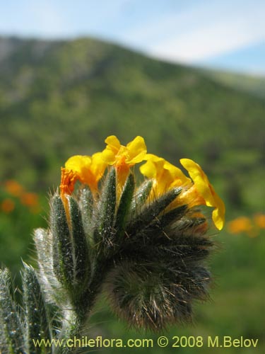 Imágen de Amsinckia tesselata (). Haga un clic para aumentar parte de imágen.