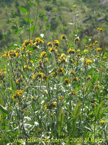 Image of Amsinckia tesselata (). Click to enlarge parts of image.