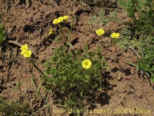 Image of Oxalis sp.   #1442 (). Click to enlarge parts of image.