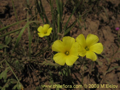 Imágen de Oxalis sp. #1442 (). Haga un clic para aumentar parte de imágen.