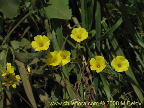 Image of Oxalis sp.   #1442 (). Click to enlarge parts of image.