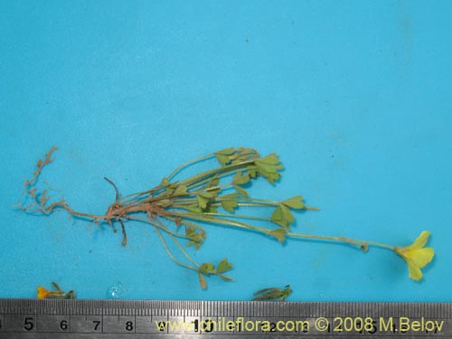 Image of Oxalis sp. #1442 (). Click to enlarge parts of image.