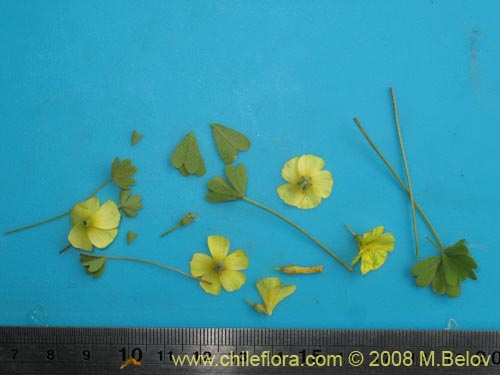 Oxalis sp. #1442의 사진