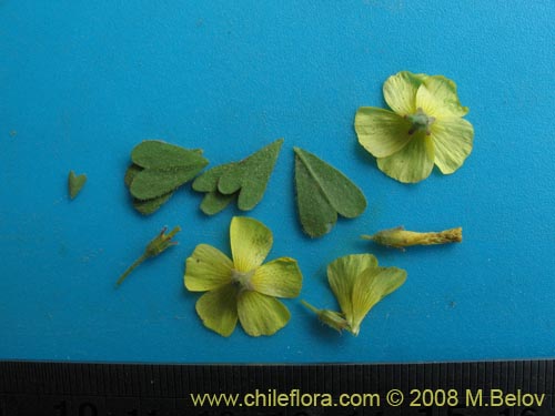 Oxalis sp. #1442의 사진