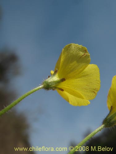 Oxalis sp. #1442の写真