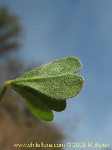 Фотография Oxalis sp. #1442 (). Щелкните, чтобы увеличить вырез.