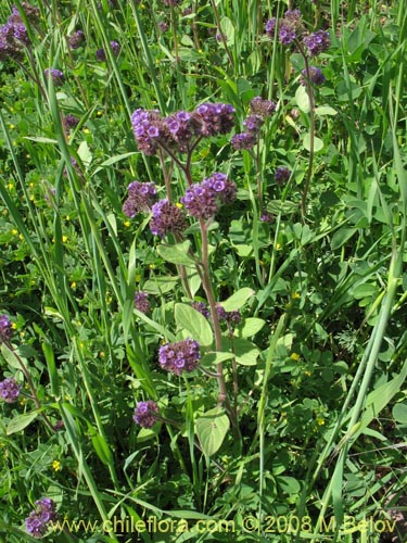 Phacelia brachyantaの写真