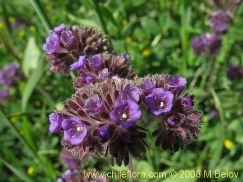 Imágen de Phacelia brachyanta (Cuncuna / Té de burro.). Haga un clic para aumentar parte de imágen.