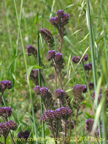 Imágen de Phacelia brachyanta (Cuncuna / Té de burro.). Haga un clic para aumentar parte de imágen.