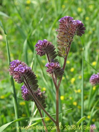 Imágen de Phacelia brachyanta (Cuncuna / Té de burro.). Haga un clic para aumentar parte de imágen.