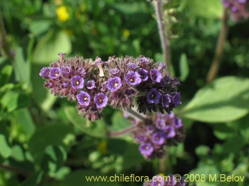 Imágen de Phacelia brachyanta (Cuncuna / Té de burro.). Haga un clic para aumentar parte de imágen.