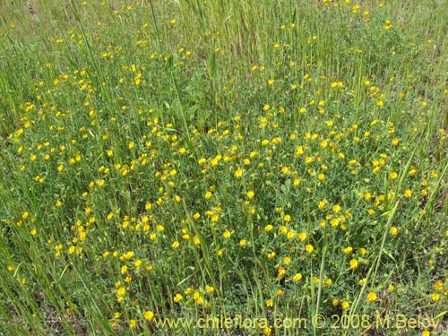 Bild von Adesmia sp. #1443 (). Klicken Sie, um den Ausschnitt zu vergrössern.