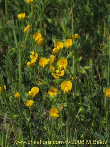 Bild von Adesmia sp. #1443 (). Klicken Sie, um den Ausschnitt zu vergrössern.