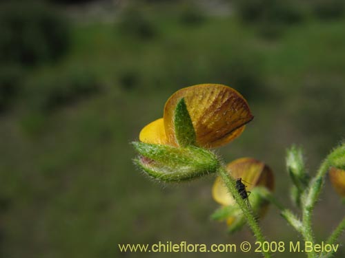 Image of Adesmia sp. #1443 (). Click to enlarge parts of image.