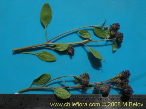 Imágen de Phacelia brachyanta (Cuncuna / Té de burro.). Haga un clic para aumentar parte de imágen.