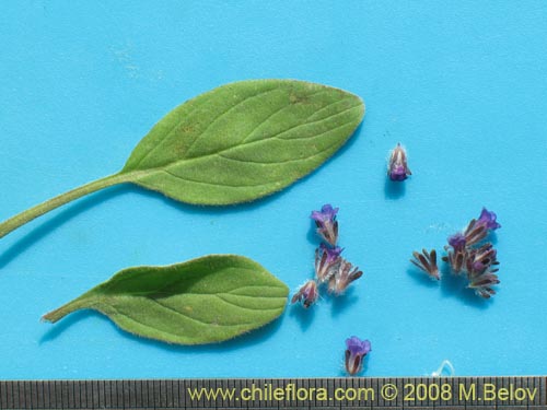 Imágen de Phacelia brachyanta (Cuncuna / Té de burro.). Haga un clic para aumentar parte de imágen.