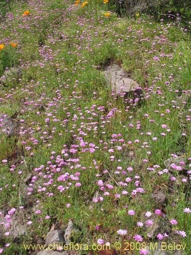 Leucheria glandulosa的照片