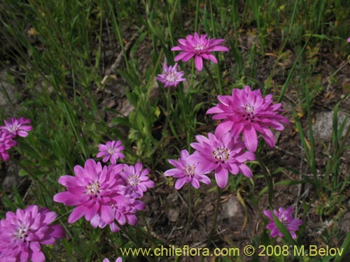 Leucheria glandulosa的照片