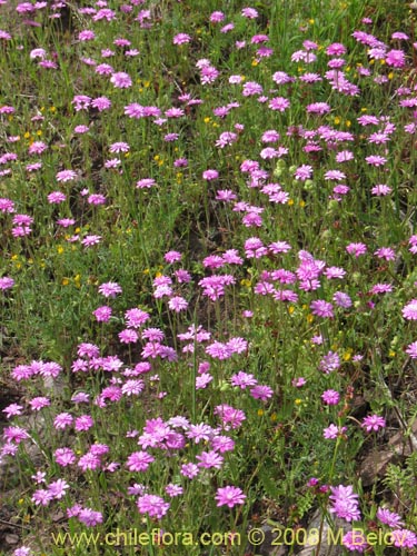 Leucheria glandulosa的照片