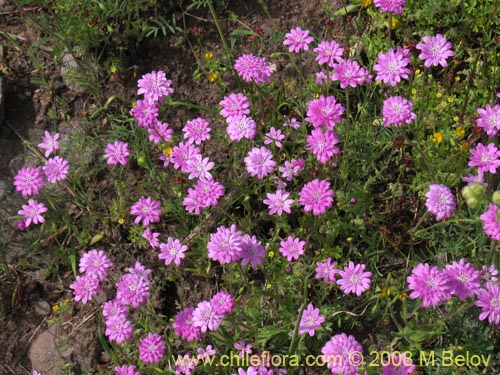 Image of Leucheria glandulosa (). Click to enlarge parts of image.