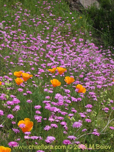 Leucheria glandulosa의 사진