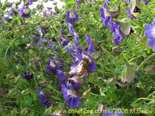 Image of Tropaeolum azureum (Soldadillo azul / Pajarito azul). Click to enlarge parts of image.