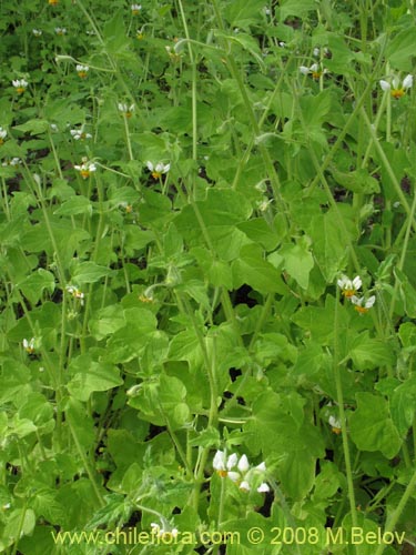 Bild von Loasa triloba (Ortiga caballuna). Klicken Sie, um den Ausschnitt zu vergrössern.