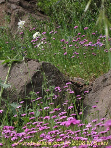 Leucheria glandulosa의 사진