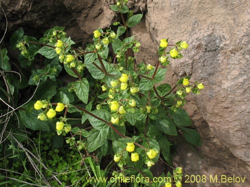 Фотография Calceolaria glandulosa (). Щелкните, чтобы увеличить вырез.