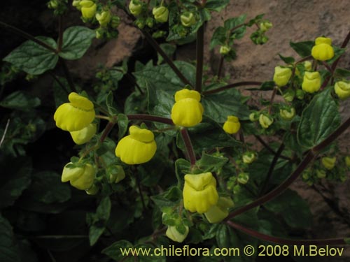 Image of Calceolaria glandulosa (). Click to enlarge parts of image.