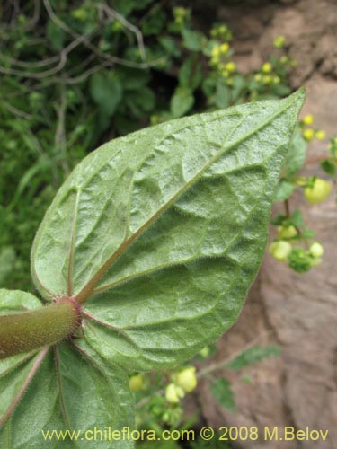 Calceolaria glandulosa의 사진