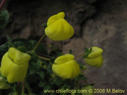 Bild von Calceolaria glandulosa (). Klicken Sie, um den Ausschnitt zu vergrössern.