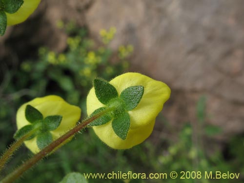 Фотография Calceolaria glandulosa (). Щелкните, чтобы увеличить вырез.