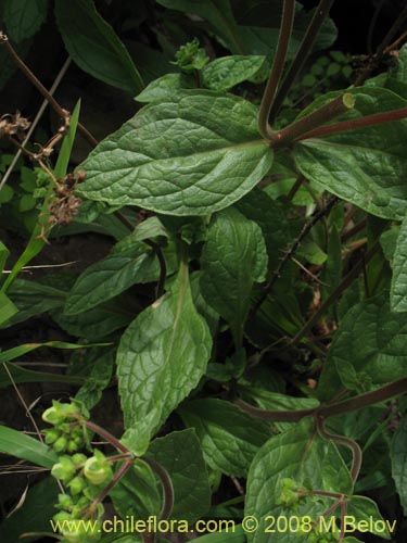 Image of Calceolaria glandulosa (). Click to enlarge parts of image.