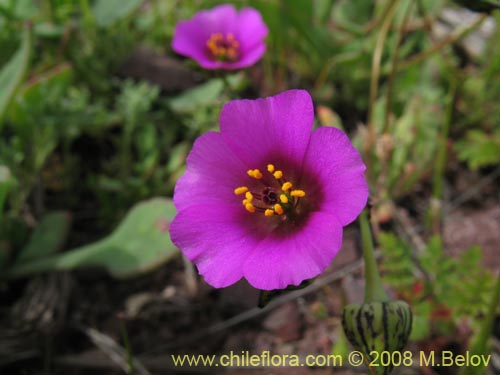 Image of Cistanthe sp.   #1181 (). Click to enlarge parts of image.