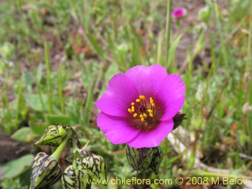 Image of Cistanthe sp. #1181 (). Click to enlarge parts of image.