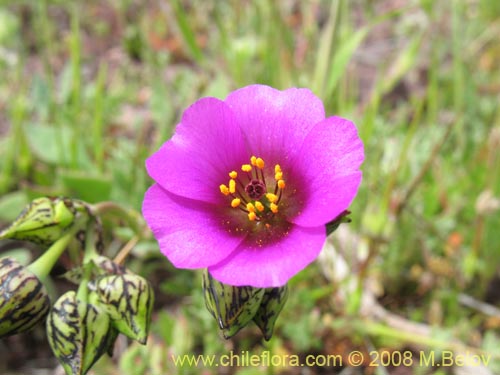 Cistanthe sp. #1181의 사진