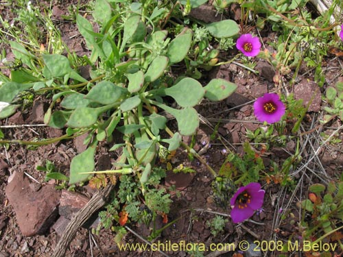 Imágen de Cistanthe sp. #1181 (). Haga un clic para aumentar parte de imágen.