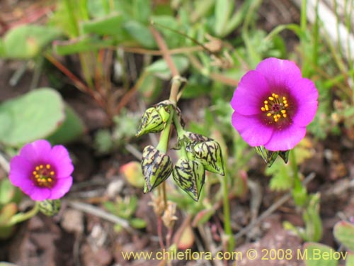 Cistanthe sp. #1181의 사진