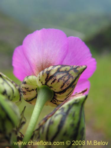 Cistanthe sp. #1181の写真