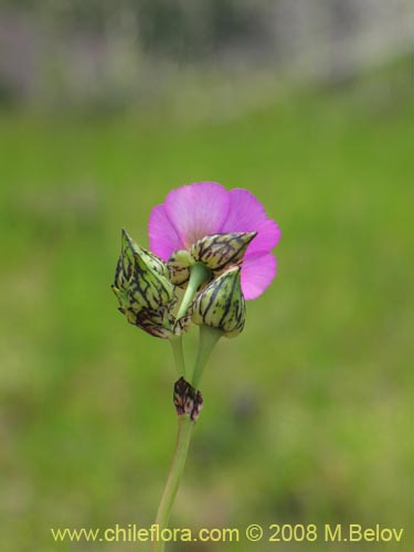 Cistanthe sp. #1181の写真