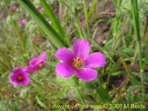 Imágen de Montiopsis sericea (). Haga un clic para aumentar parte de imágen.