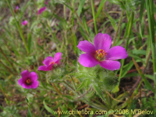 Imágen de Montiopsis sericea (). Haga un clic para aumentar parte de imágen.