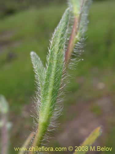 Bild von Montiopsis sericea (). Klicken Sie, um den Ausschnitt zu vergrössern.