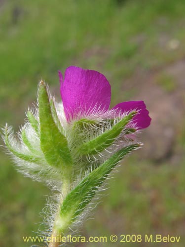 Bild von Montiopsis sericea (). Klicken Sie, um den Ausschnitt zu vergrössern.