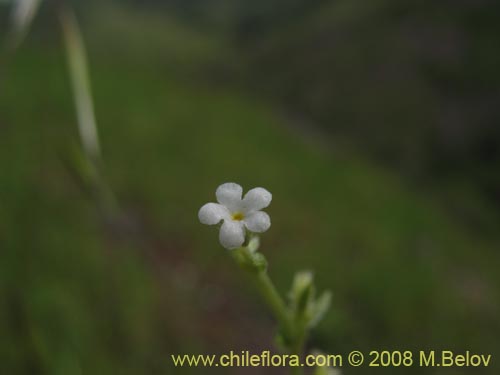 Bild von Pectocarya linearis (). Klicken Sie, um den Ausschnitt zu vergrössern.