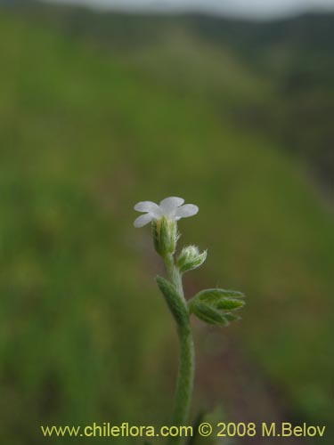 Bild von Pectocarya linearis (). Klicken Sie, um den Ausschnitt zu vergrössern.