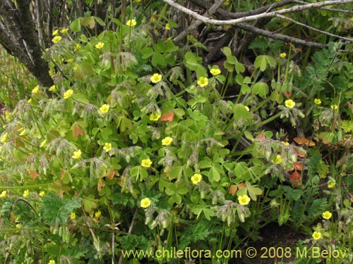 Imágen de Oxalis sp. #1450 (). Haga un clic para aumentar parte de imágen.