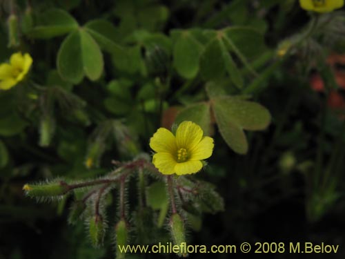 Imágen de Oxalis sp. #1450 (). Haga un clic para aumentar parte de imágen.